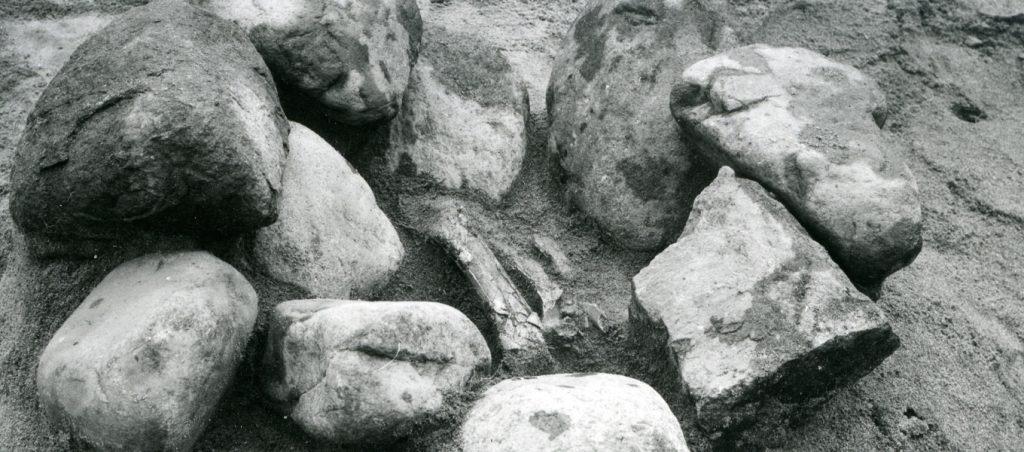 Svartvitt foto av en arkeologisk grav med stora stenar lagda runt synliga benrester i sandig jord.