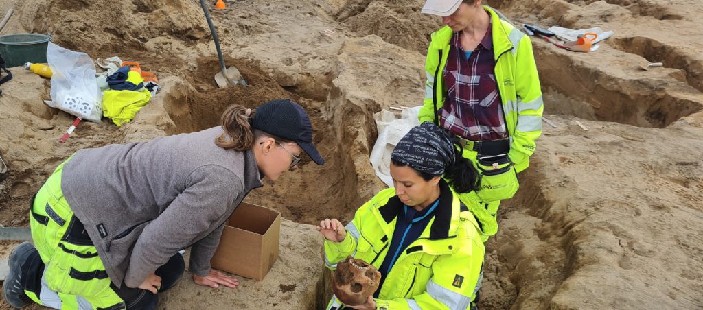 Färgfotografi från en arkeologisk utgrävning. Tre personer i varselkläder arbetar i en schaktad sandmiljö, där en av dem håller upp ett kranium medan de andra tittar och samtalar.