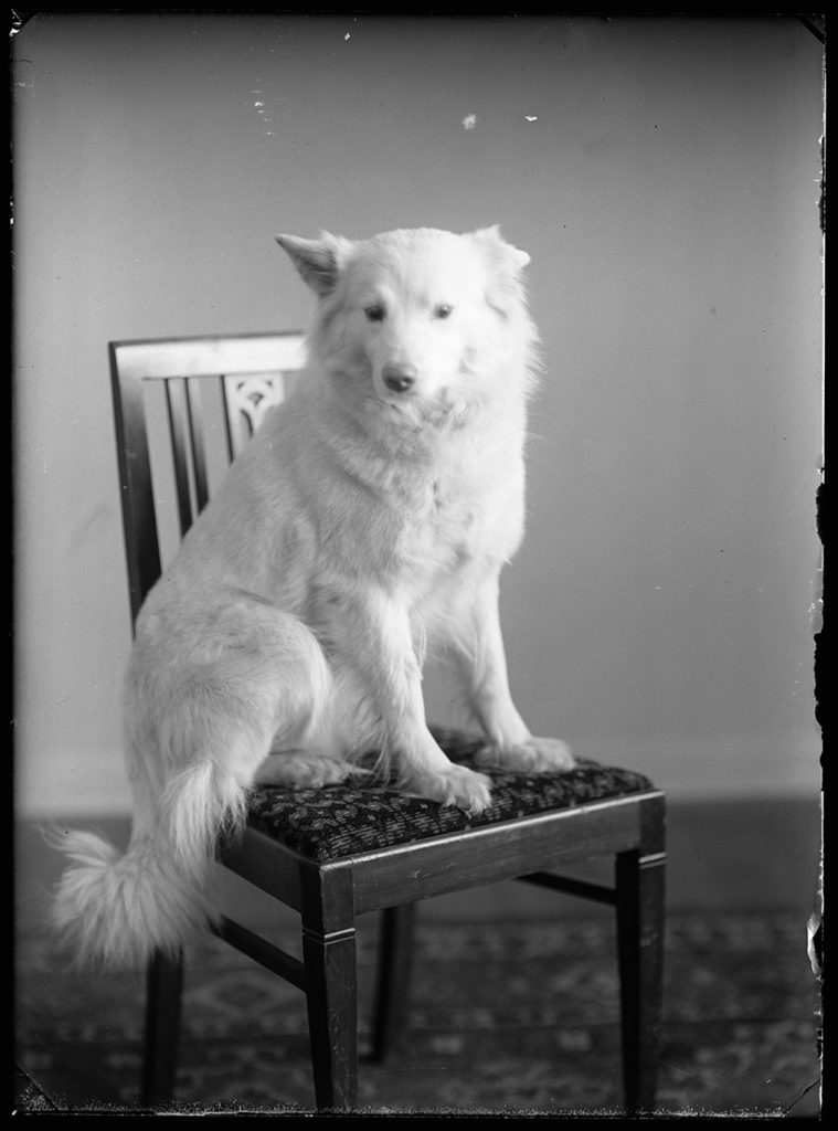 Svartvitt fotografi av en ljus, långhårig hund som sitter på en trästol framför en enfärgad vägg.