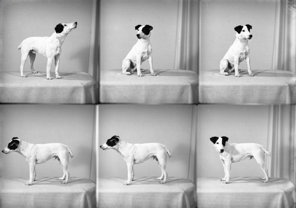 Sex svartvita fotografier av samma svartvita hund, fotograferad sittande och stående från olika vinklar mot en neutral bakgrund.
