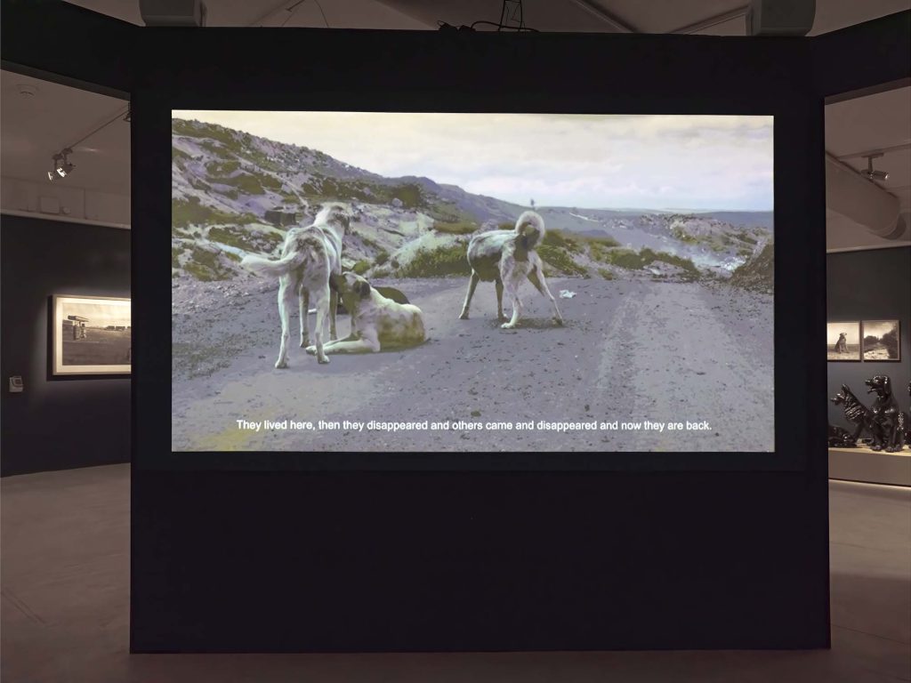 Stor filmduk på en mörk utställningsvägg. På duken syns tre hundar på en grusväg i ett kargt bergslandskap. Filmen är textad på engelska. På båda sidor om filmduken skymtar andra delar av utställningen.