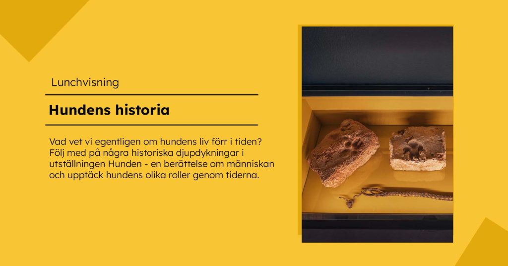 Gul grafisk bild med rubriken ”Lunchvisning: Hundens historia” och en kort beskrivande text. Till höger syns en museimonter med gul botten, två tegelstenar med tassavtryck och ett flätat hundhalsband.